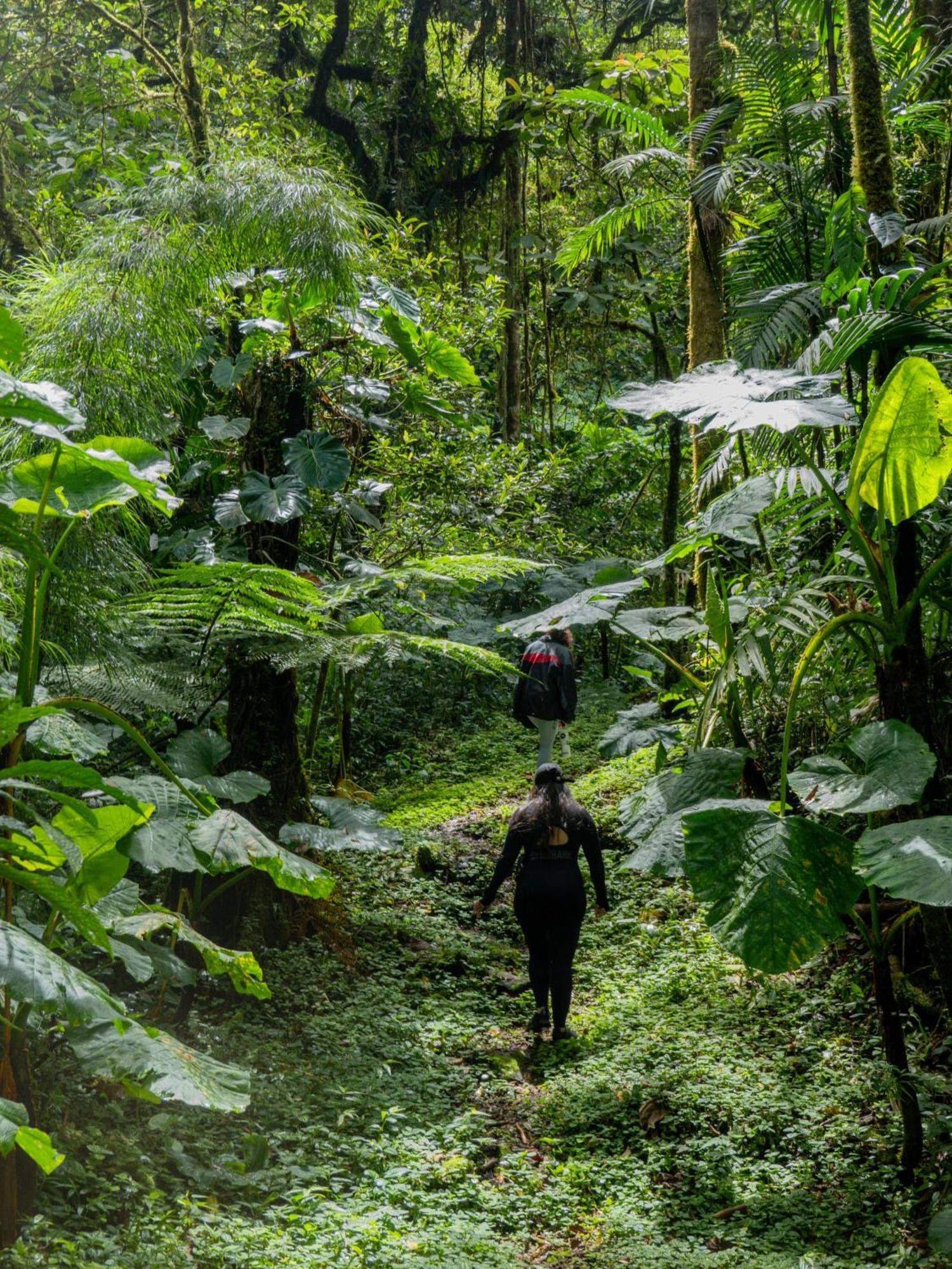 Los Quetzales Ecolodge & Spa Серро-Пунта Экстерьер фото