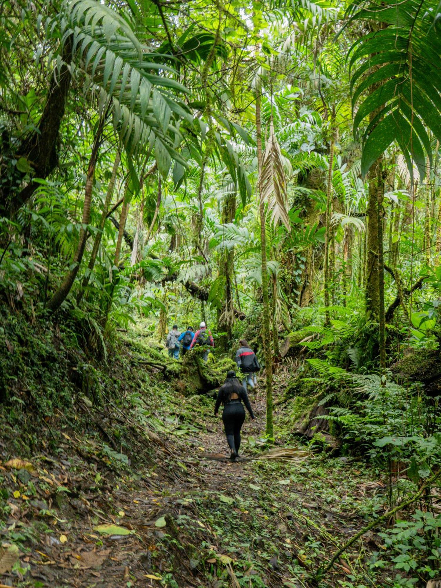 Los Quetzales Ecolodge & Spa Серро-Пунта Экстерьер фото