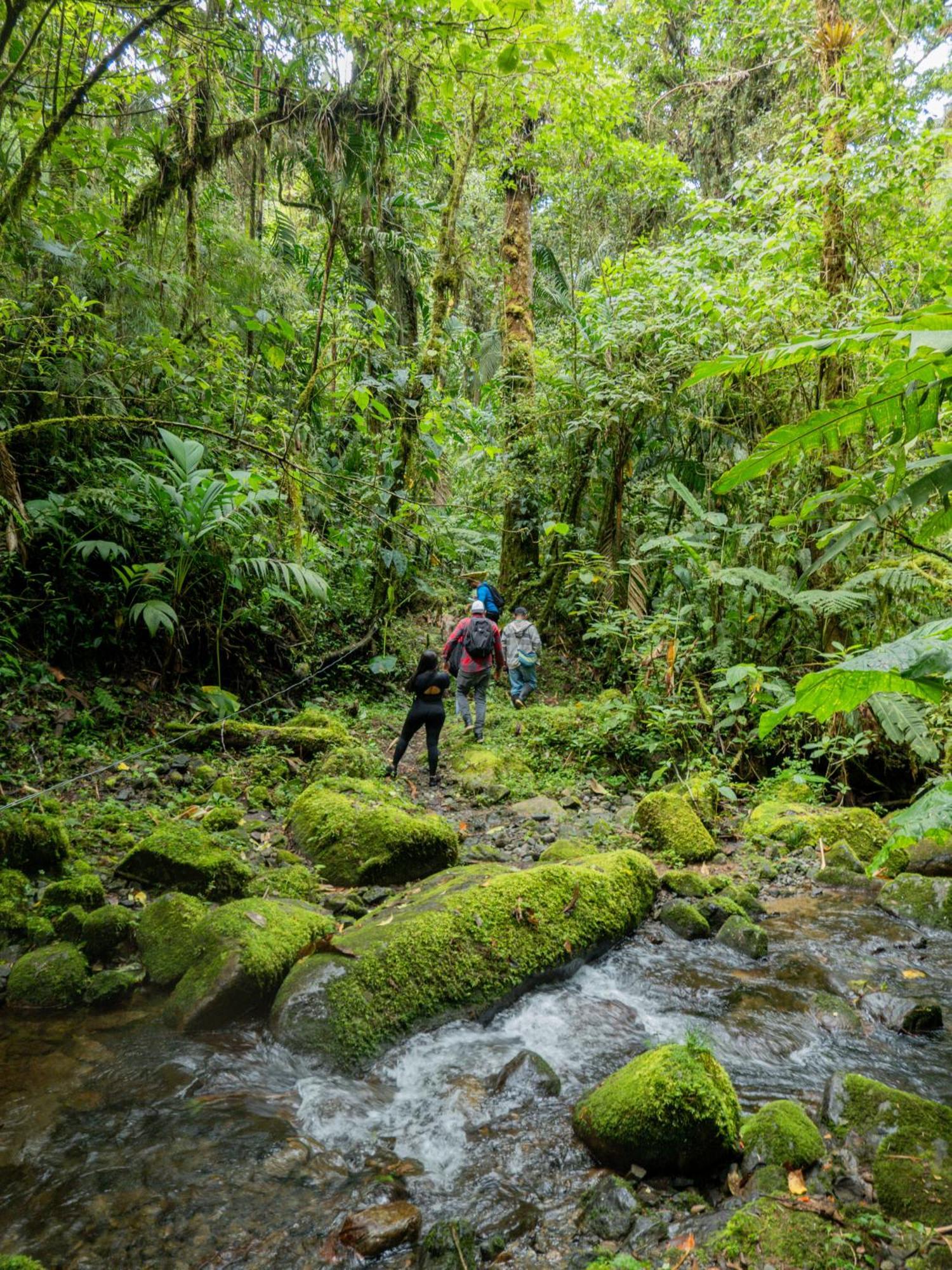 Los Quetzales Ecolodge & Spa Серро-Пунта Экстерьер фото